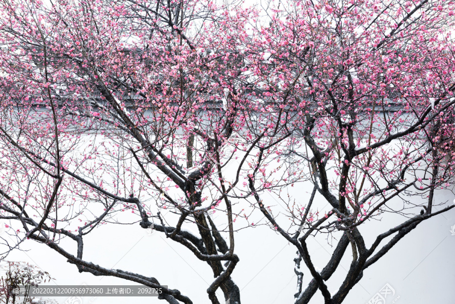 中国湖北武汉东湖梅园梅花雪景