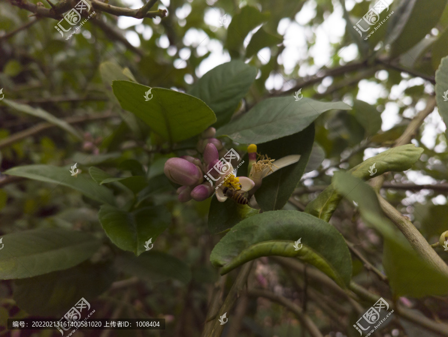 柠檬花小蜜蜂采蜜