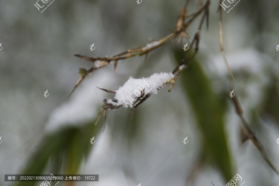 雪中竹叶