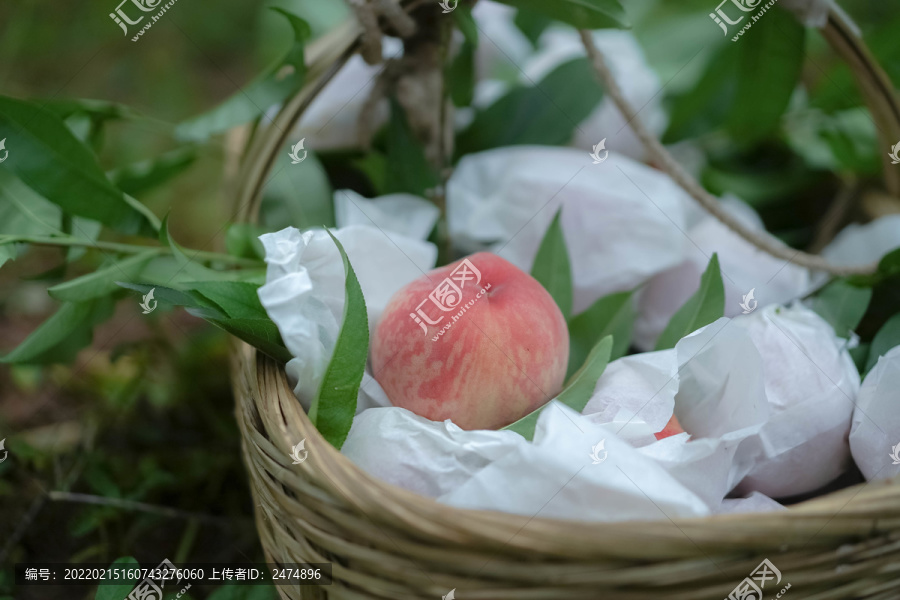 桃子水蜜桃新鲜水果