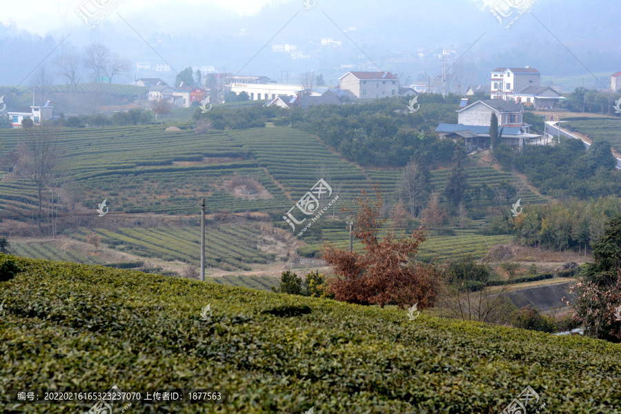 高山茶园