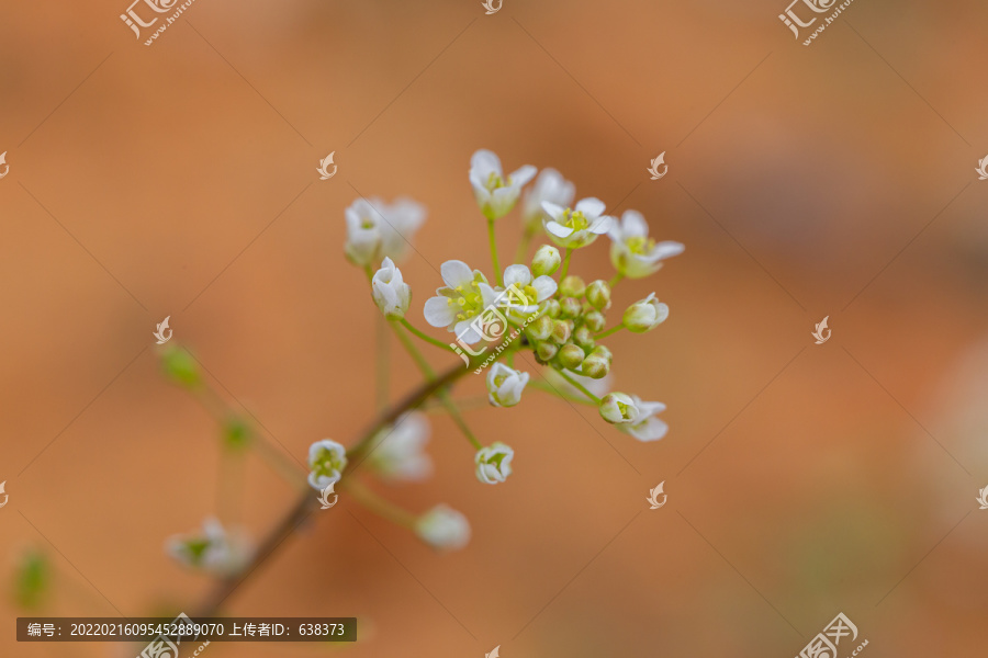 荠菜花