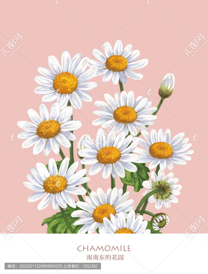 洋甘菊