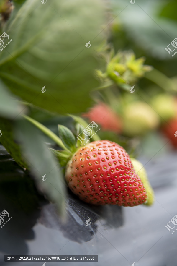 農(nóng)場(chǎng)里的草莓-匯圖網(wǎng) fosd68.com 農(nóng)場(chǎng)里的草莓