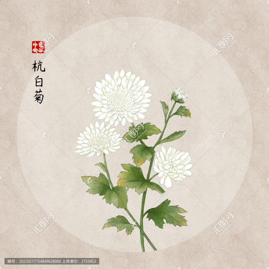杭白菊
