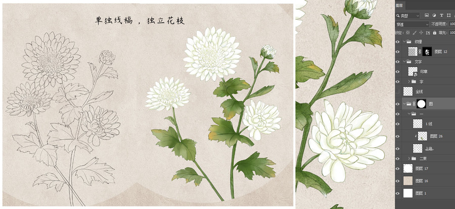 杭白菊