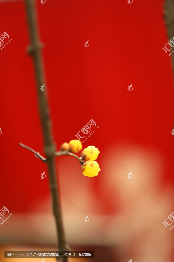 臘梅花