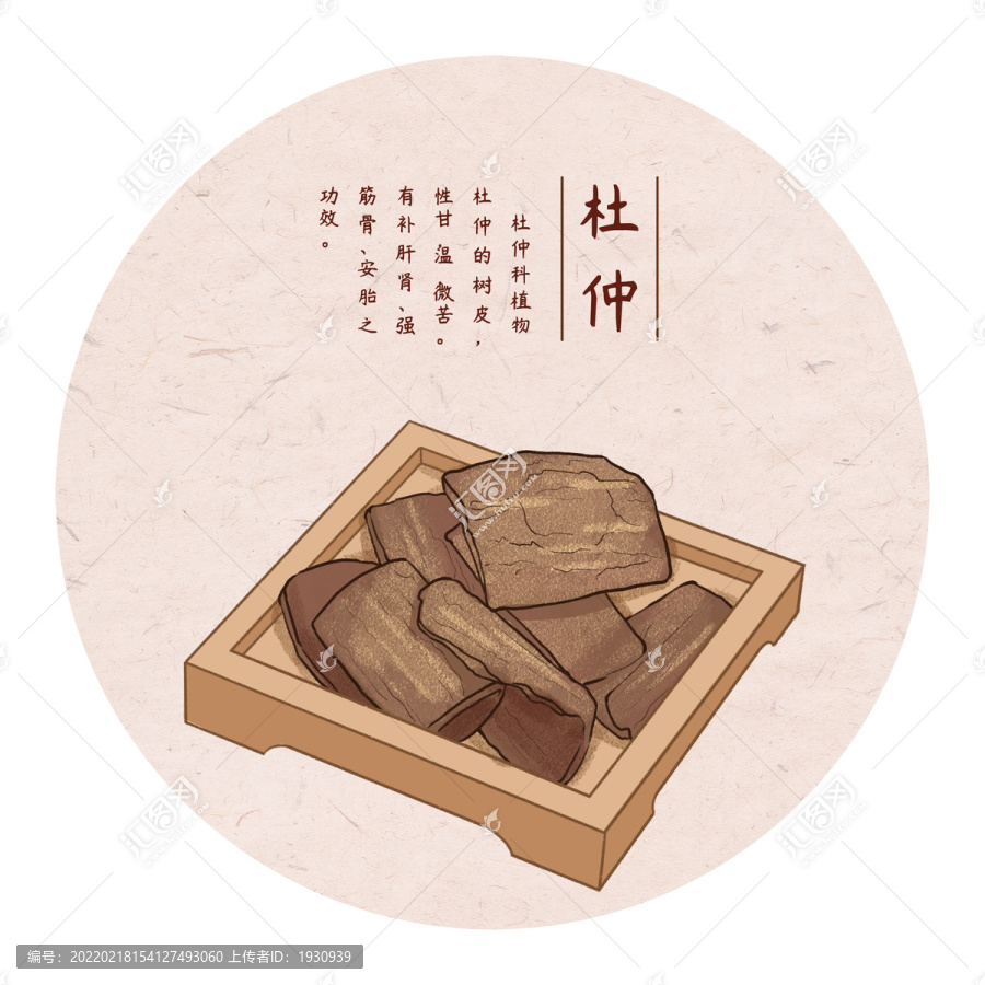 手繪杜仲
