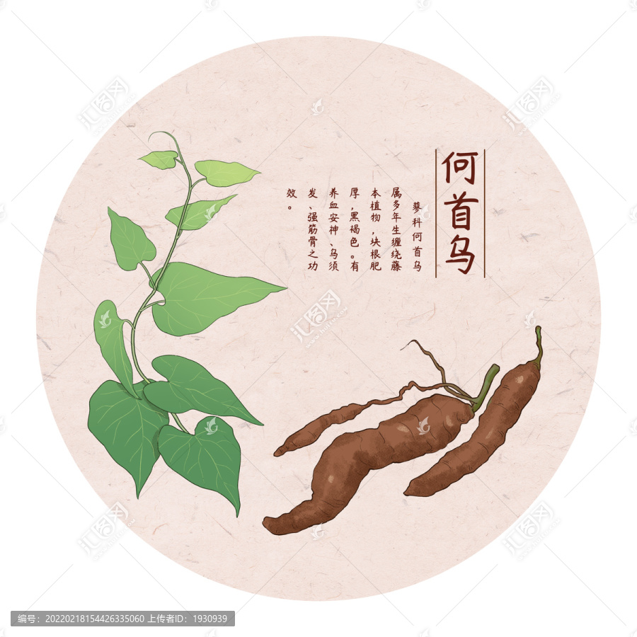 手繪何首烏