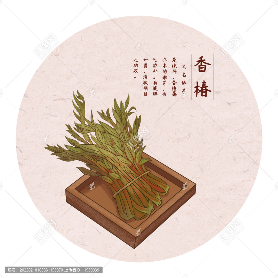 手繪香椿