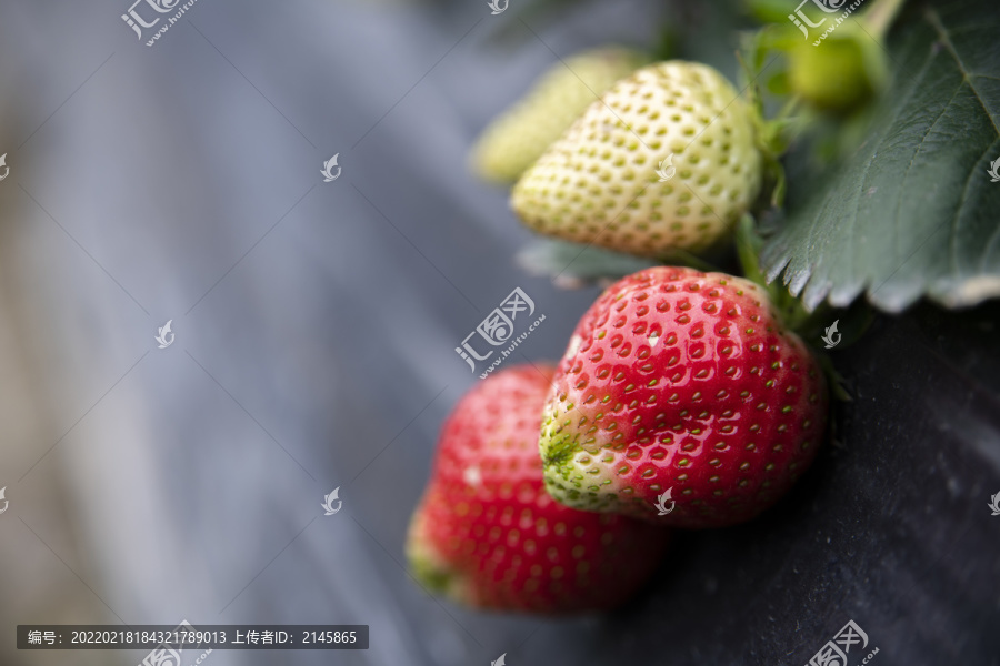 农场里的草莓