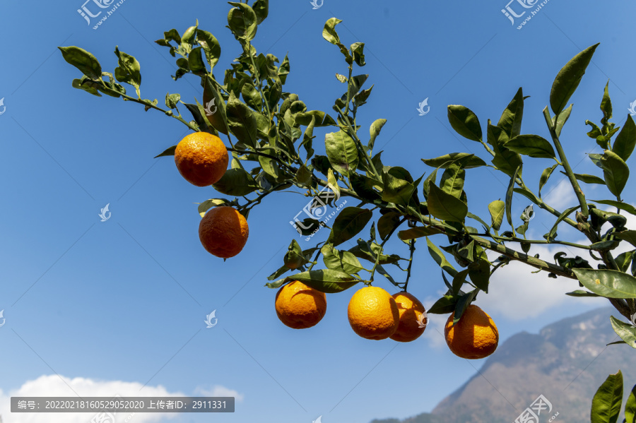 果树上的黄果柑