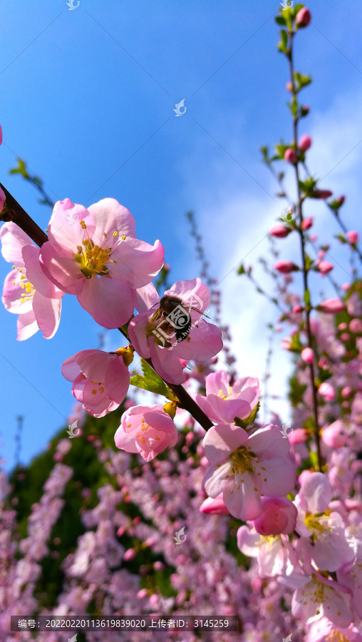 蜜蜂采桃花蜜