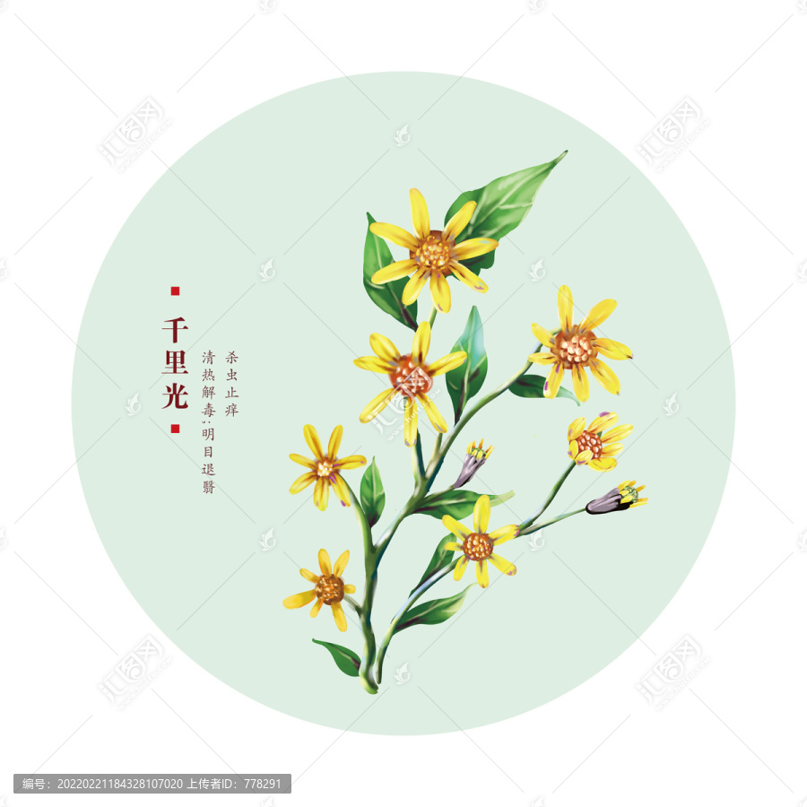 千里光