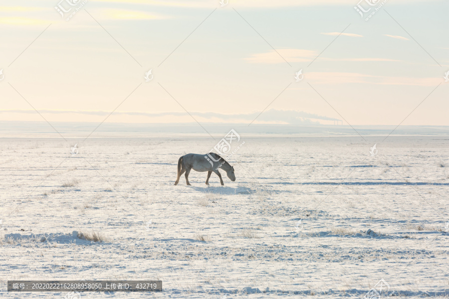 冬季草原雪原一匹马