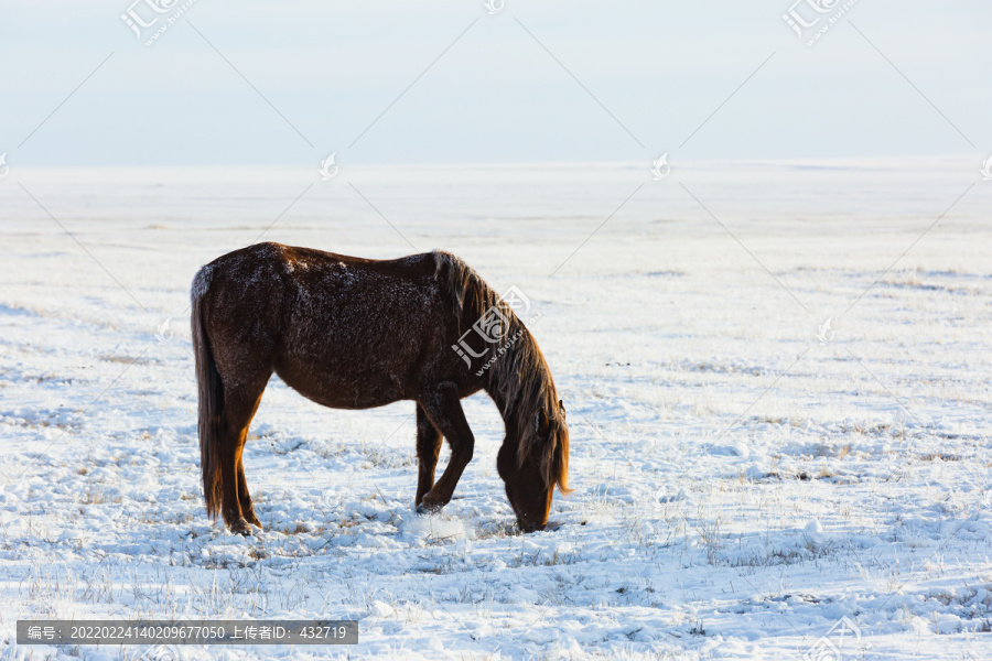 冬季草原雪原一匹马