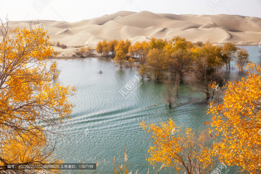 新疆帕米尔大峡谷胡杨林