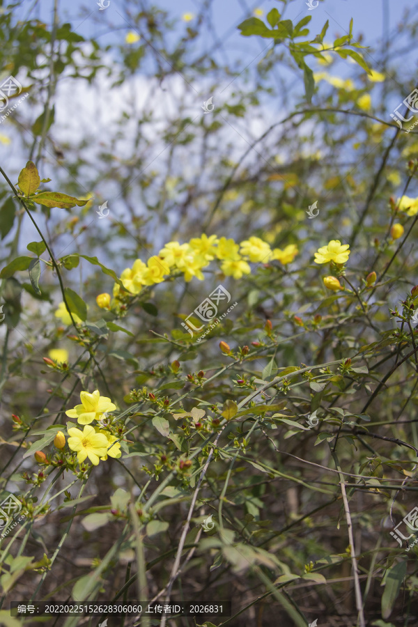 黄色野花春天的花小黄花