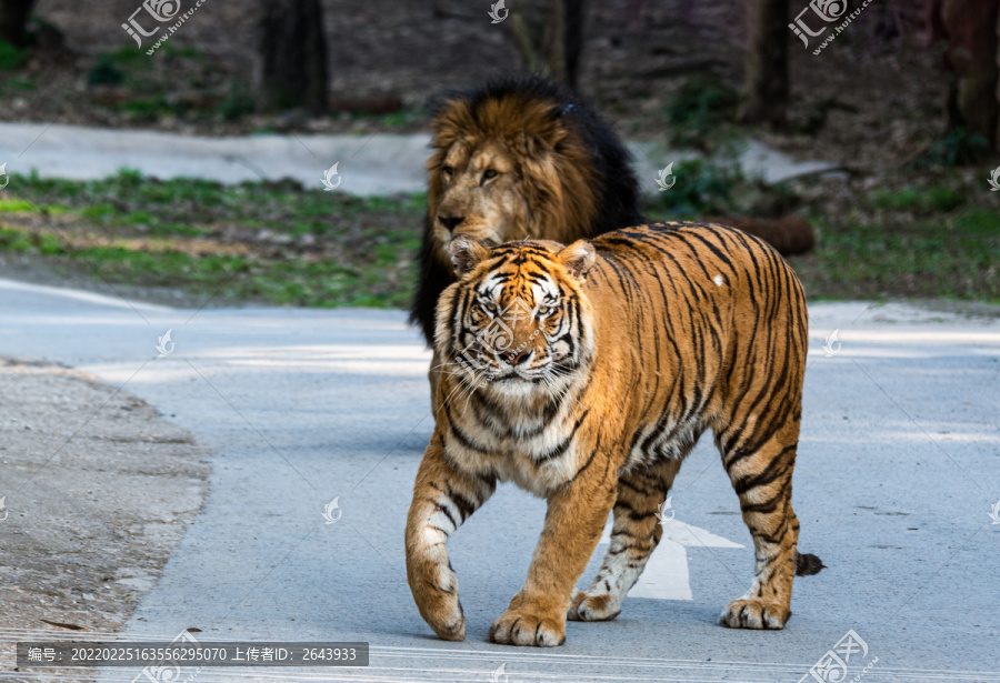 野生动物园里的老虎狮子
