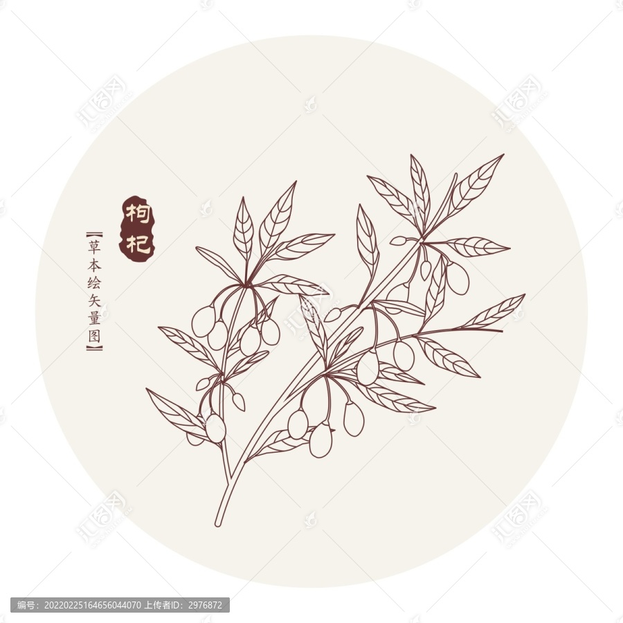 枸杞插畫