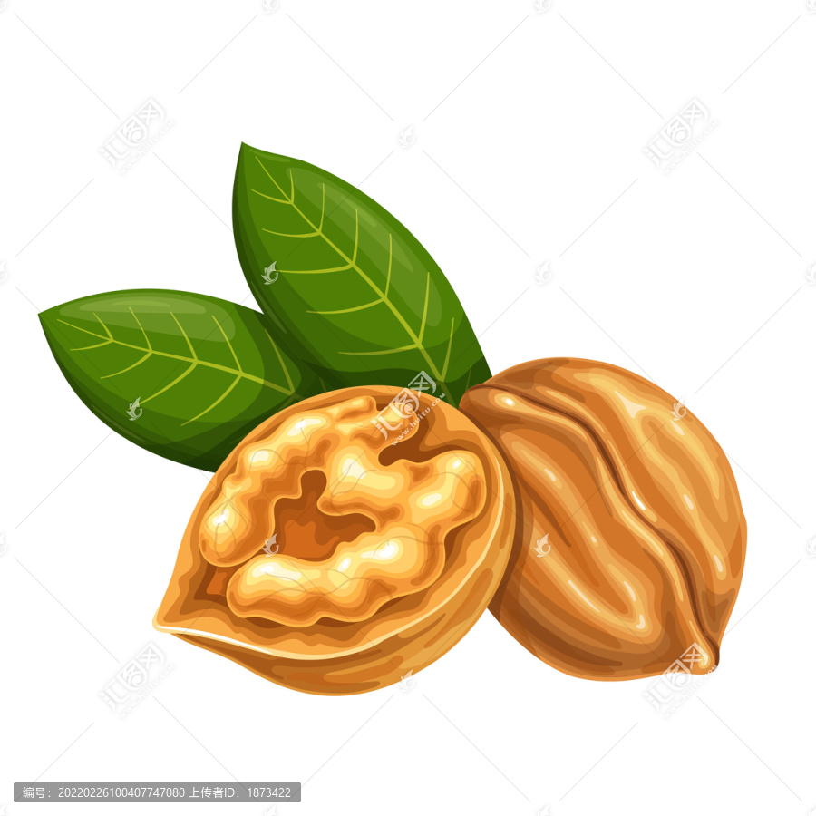 營養(yǎng)核桃堅果插圖