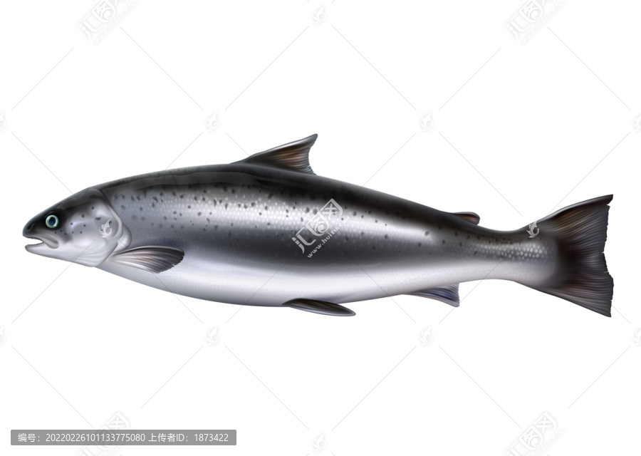 三文魚身插圖
