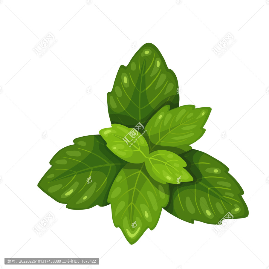 香草羅勒插圖