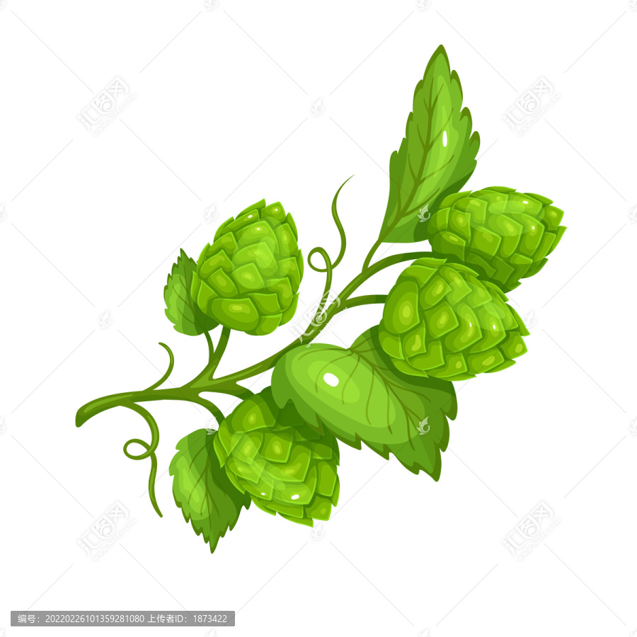 植物啤酒花插圖