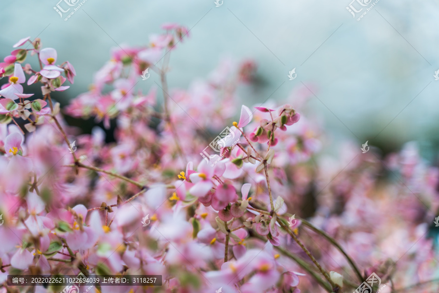 枝头开满樱花粉色小花