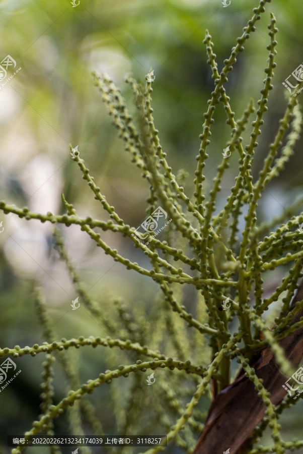 热带植物仙人掌科