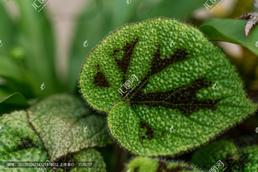 绿植叶子图案特写