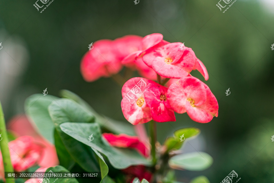 热带绿植仙人掌花摄影特写