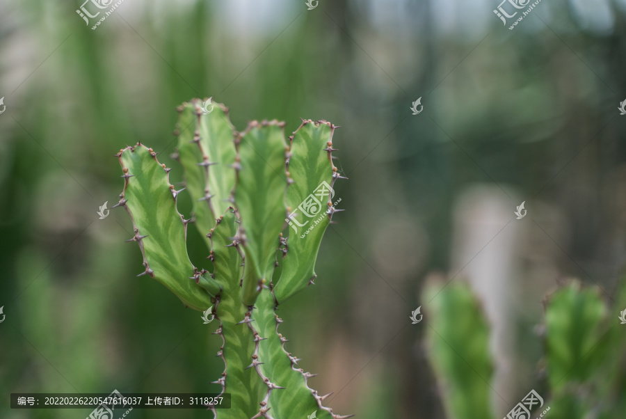 热带植物仙人掌科绿植