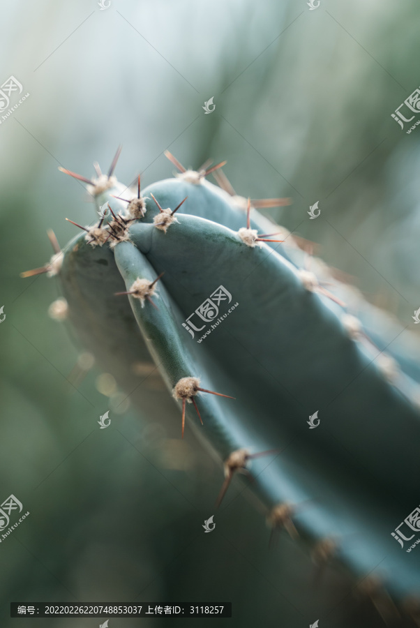 热带植物仙人掌科特写