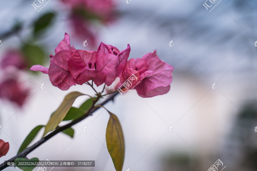 盛开的三角梅粉色花朵特写