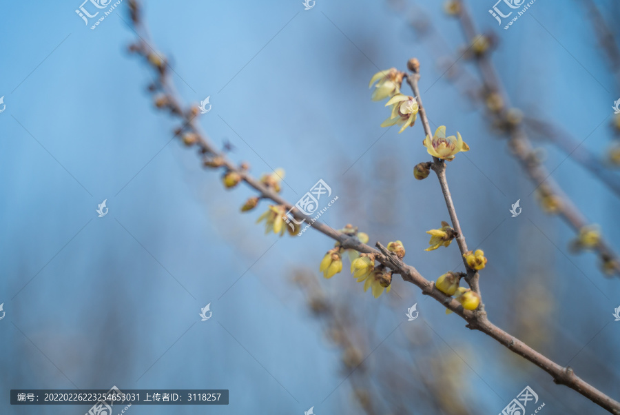 腊梅枝头开黄花