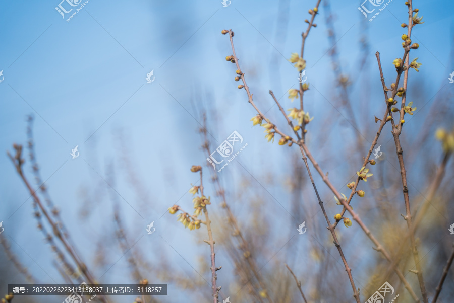 腊梅枝头开黄花