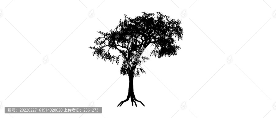 布法羅荊棘樹