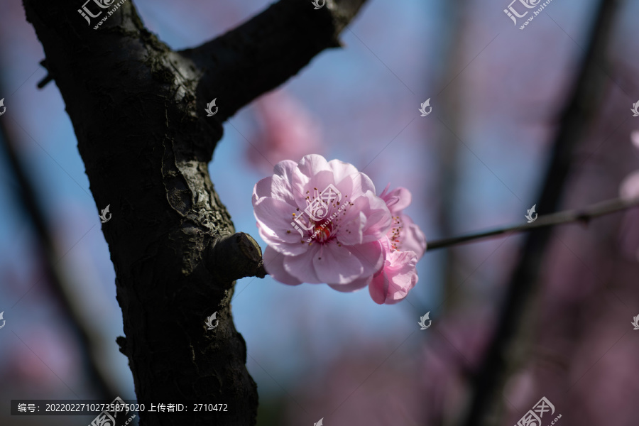 桃花盛开微距细节摄影图