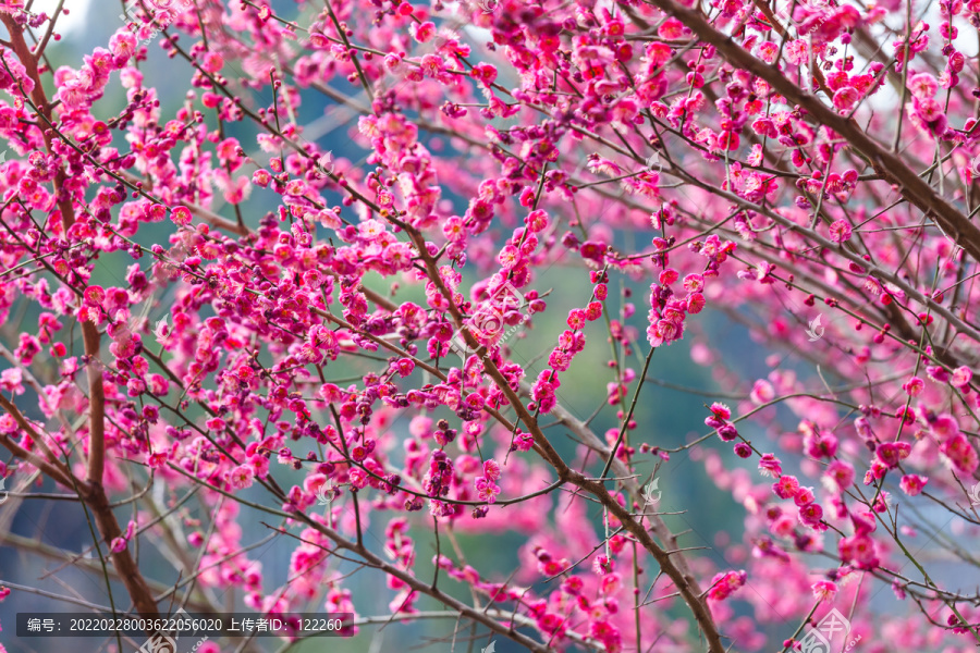 梅花