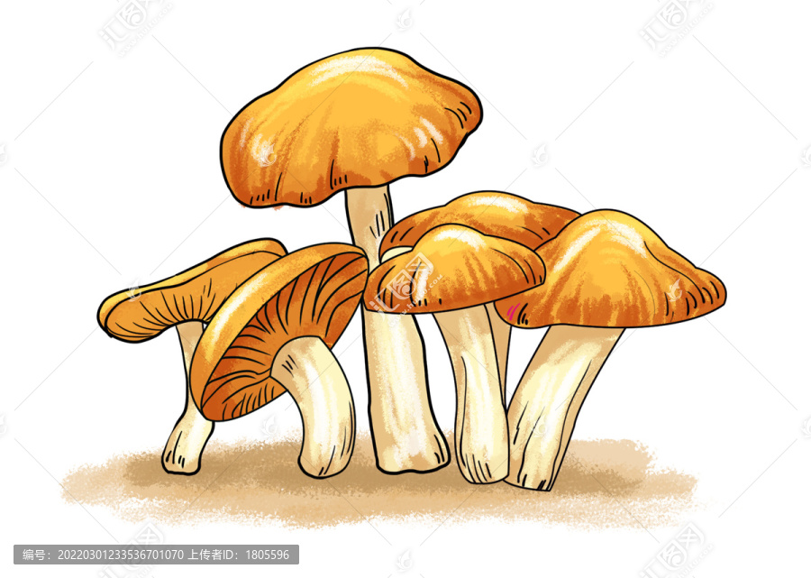 松菇插畫