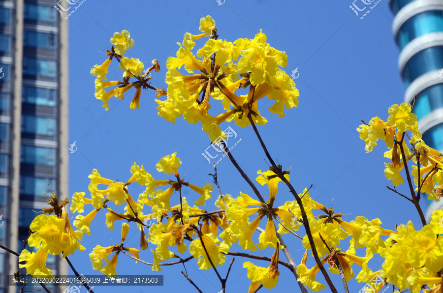 黄花风铃木