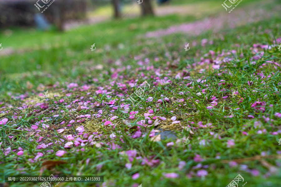 梅花花瓣草地