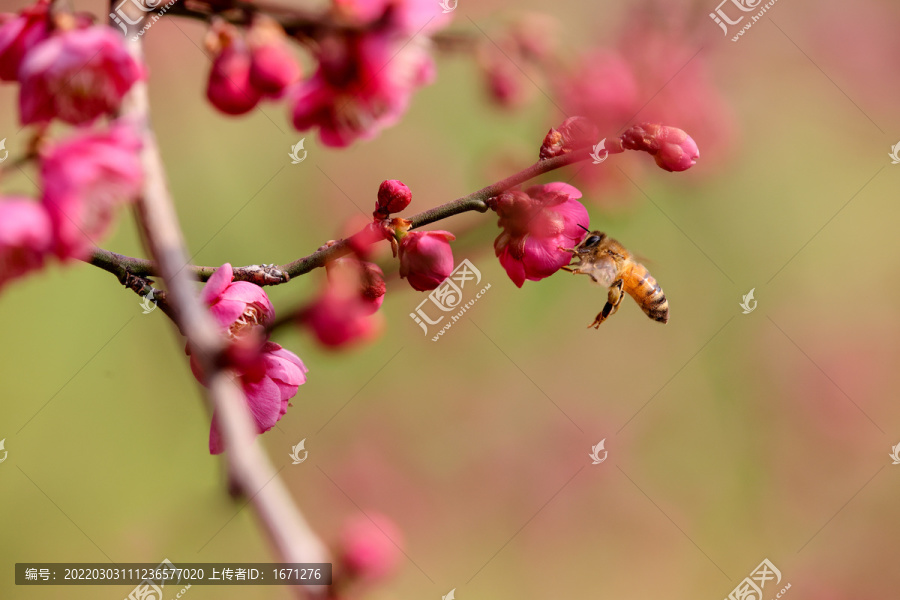 蜂恋花