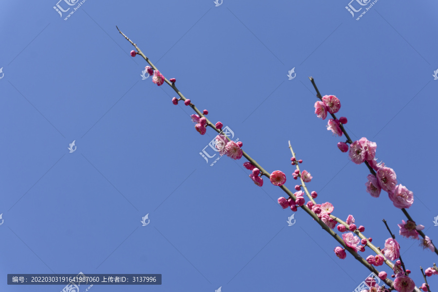 春季盛開的梅花