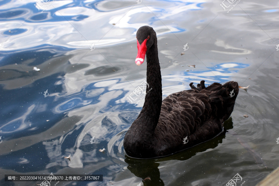 鸭子湖黑天鹅