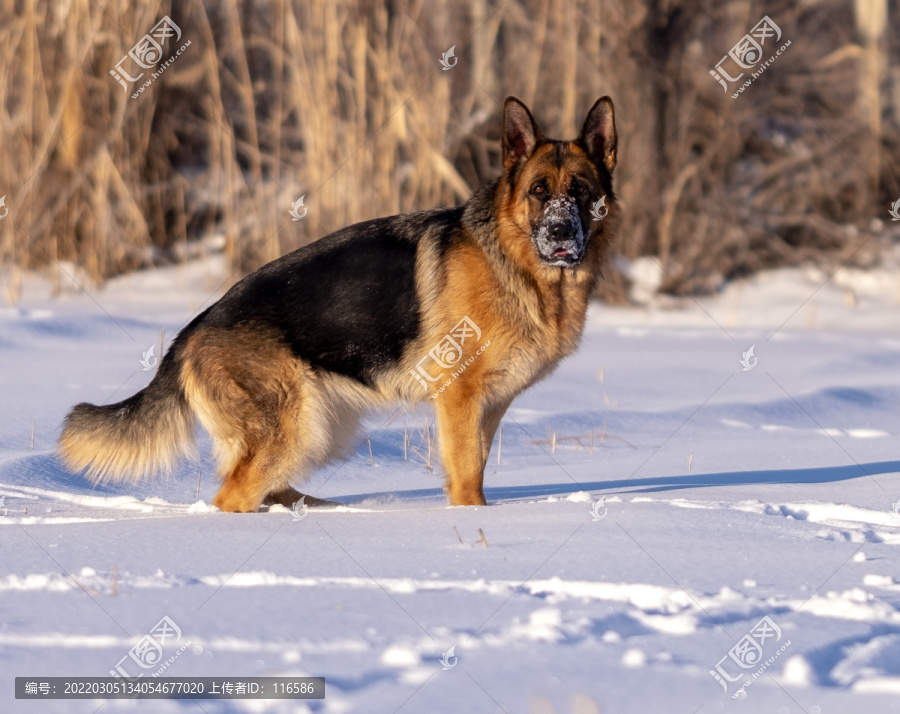 纯种德国牧羊犬