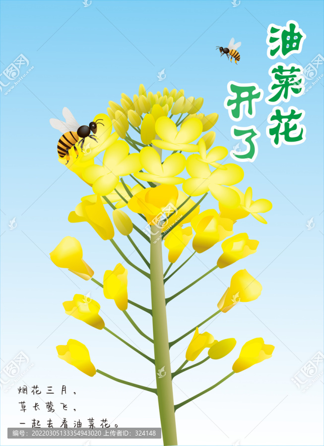 油菜花旅游海報(bào)