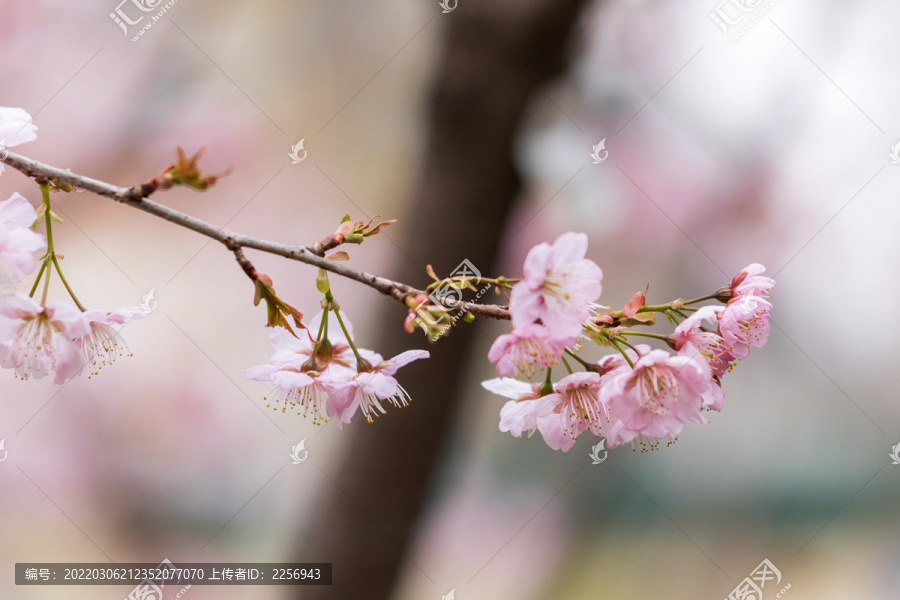 鸡鸣寺樱花