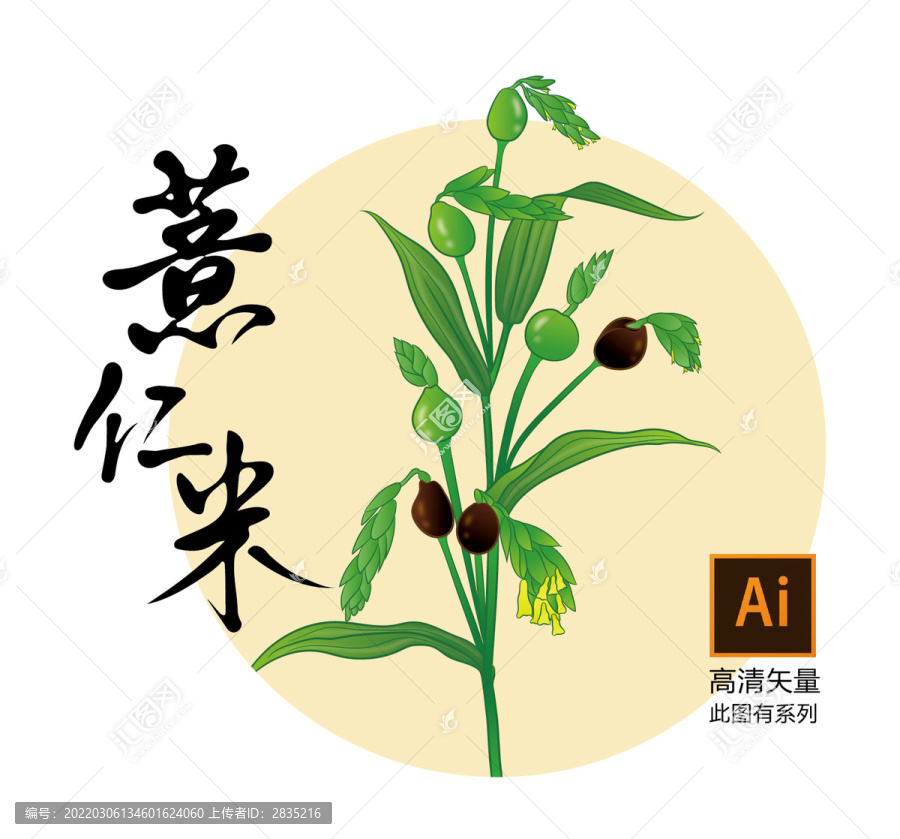 薏仁米